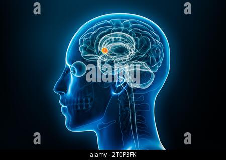 Nucleus accumbens dans l'illustration de rendu 3D de rayons X du cerveau. Anatomie du corps humain et du système nerveux, médecine, biologie, sciences, neurosciences, neurol Banque D'Images