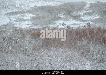 Paysage d'hiver avec des arbres et une montagne enneigée en Galice Banque D'Images