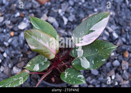 Philodendrone rose princesse marbre roi Banque D'Images