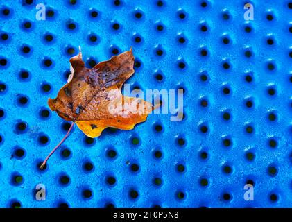 Une feuille d'érable colorée tombe sur une table en métal bleu avec des gouttes d'eau douce .. Contrastez orange automne avec fond bleu de points, ronds ou cercles. À Banque D'Images