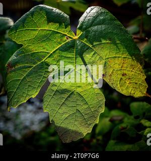 Feuille de raisin de vin vert avec des veines rouges, gros plan macro texture. Feuille de raisin de vin vert. Couleurs d'automne. Rétro-éclairé. Banque D'Images