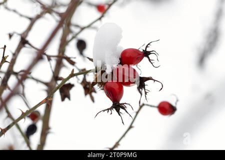 Gros plan de baies de rose musquée rouges mûres couvertes de neige blanche. Rosa Canina embrassée par le gel : magnifique scène hivernale de fruits sur un buisson enneigé. Vue macro de Banque D'Images