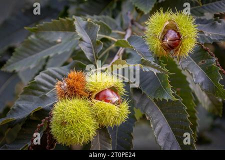 La châtaigne douce dans l'arbre, tous mûris et prêts à tomber de la coquille avec des épines pointues, province du Brabant du Nord, pays-Bas Banque D'Images