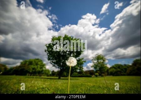 Focus sur un pissenlit, Pappus-Clad dans un champ de ferme avec des arbres et des nuages pendant l'été. Banque D'Images