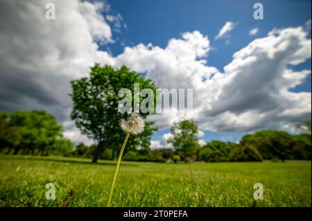 Focus sur un pissenlit, Pappus-Clad dans un champ de ferme avec des arbres et des nuages pendant l'été. Banque D'Images