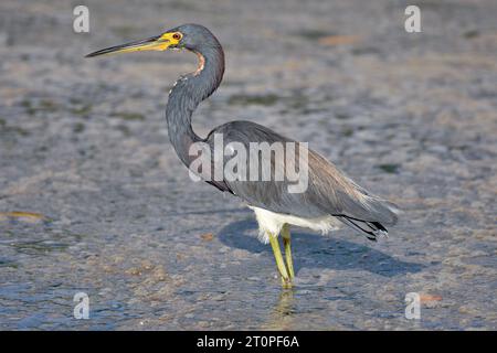 Un héron tricolore solitaire (Egretta tricolor) pataugeant dans l'eau de mangrove sur Ambergris Caye, Belize. Banque D'Images