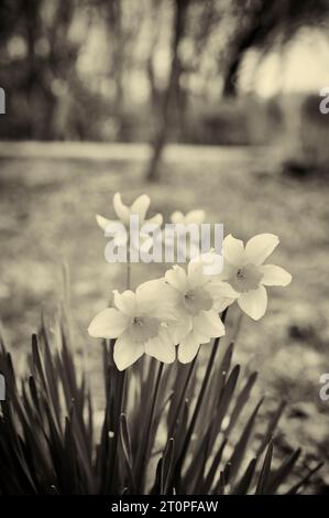 Jonquilles jaunes dans les bois au printemps, Royaume-Uni Banque D'Images