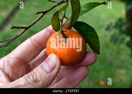 Main tenant une mini mandarine sur l'arbre Banque D'Images