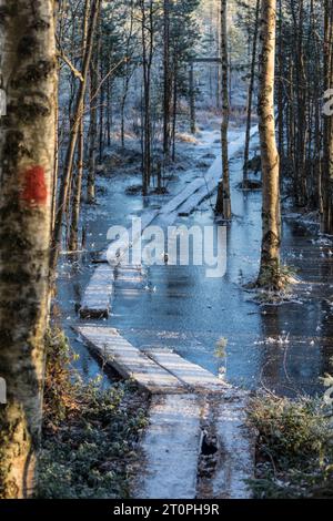 Une chaussée inondée et gelée sur un sentier de randonnée dans une forêt en Finlande Banque D'Images