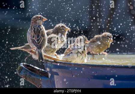 Moineaux de maison, passer domesticus, appréciant se baigner et éclabousser dans l'eau d'une baignoire en émail dans un jardin, il garde les plumes bien entretenues Banque D'Images