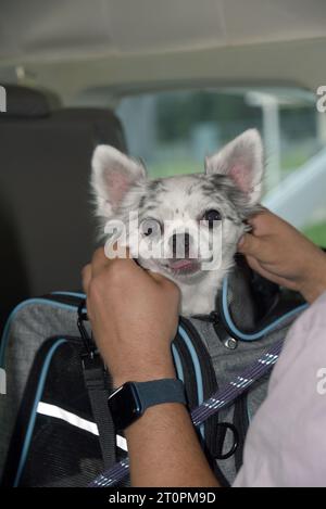 Le jeune homme tient son chien dans un sac de voyage, mais permet à la tête du chien de s'élever. Ils voyagent dans un petit avion. Banque D'Images