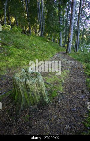 Souche d'arbre par un chemin sinueux dans la forêt Banque D'Images