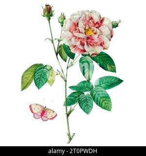 Rose. Illustration botanique de Pierre-Joseph Redoute, artiste botanique royal aux reines et impératrices de France Banque D'Images