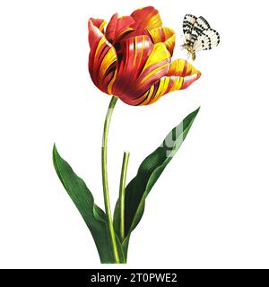 Illustration botanique tulipe de Pierre-Joseph Redoute, artiste botanique royal des reines et impératrices de France, surnommé le Raphaël des fleurs Banque D'Images