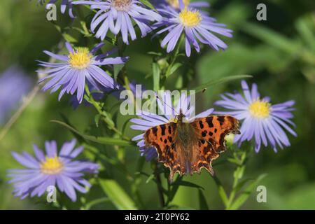 A Comma Butterfly (Polygonia C-album) recherche des Michaelmas Daisies (Symphyotrichum Novi-belgii) dans un jardin de l'Aberdeenshire au soleil de fin d'été Banque D'Images