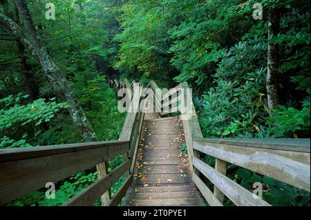 Des escaliers à Falls Creek de collines, des montagnes, de la route panoramique de la forêt nationale de Monongahela, West Virginia Banque D'Images