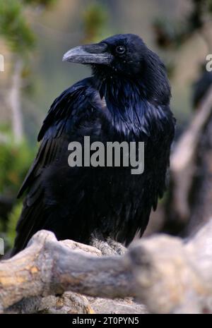 Grand corbeau (Corvus corax), le Parc National de Yellowstone, Wyoming Banque D'Images