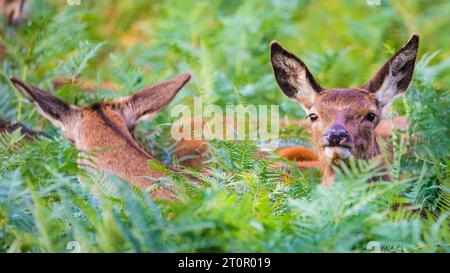 Surrey, Royaume-Uni. 08 octobre 2023. Un groupe de biches (femelles de cerfs rouges) est assis dans la fougère. Cerfs rouges adultes (cervus elaphus, mâle) Préparez-vous avant la saison de l'orniquet dans les grands espaces et les bois du parc Richmond à Surrey par un dimanche matin ensoleillé. Ils s'embellissent, décorent leurs bois avec de l'herbe, des fougères et des branches d'arbres pour se faire paraître plus impressionnants, et finissent par combattre les bois verrouillés plus tard dans la saison pour établir leur domination. Crédit : Imageplotter/Alamy Live News Banque D'Images