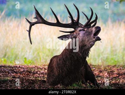 Surrey, Royaume-Uni. 08 octobre 2023. Un soufflet de cerf bruyamment pour chasser les autres mâles. Cerfs rouges adultes (cervus elaphus, mâle) Préparez-vous avant la saison de l'orniquet dans les grands espaces et les bois du parc Richmond à Surrey par un dimanche matin ensoleillé. Ils s'embellissent, décorent leurs bois avec de l'herbe, des fougères et des branches d'arbres pour se faire paraître plus impressionnants, et finissent par combattre les bois verrouillés plus tard dans la saison pour établir leur domination. Crédit : Imageplotter/Alamy Live News Banque D'Images