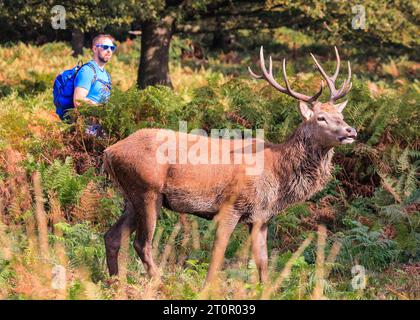 Surrey, Royaume-Uni. 08 octobre 2023. Un cerf traîne devant les marcheurs alors qu'il chasse un autre mâle. Cerfs rouges adultes (cervus elaphus, mâle) Préparez-vous avant la saison de l'orniquet dans les grands espaces et les bois du parc Richmond à Surrey par un dimanche matin ensoleillé. Ils s'embellissent, décorent leurs bois avec de l'herbe, des fougères et des branches d'arbres pour se faire paraître plus impressionnants, et finissent par combattre les bois verrouillés plus tard dans la saison pour établir leur domination. Crédit : Imageplotter/Alamy Live News Banque D'Images