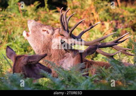 Surrey, Royaume-Uni. 08 octobre 2023. Un soufflet de cerf bruyamment pour chasser les autres mâles. Cerfs rouges adultes (cervus elaphus, mâle) Préparez-vous avant la saison de l'orniquet dans les grands espaces et les bois du parc Richmond à Surrey par un dimanche matin ensoleillé. Ils s'embellissent, décorent leurs bois avec de l'herbe, des fougères et des branches d'arbres pour se faire paraître plus impressionnants, et finissent par combattre les bois verrouillés plus tard dans la saison pour établir leur domination. Crédit : Imageplotter/Alamy Live News Banque D'Images