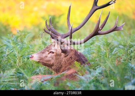 Surrey, Royaume-Uni. 08 octobre 2023. Un cerf repose avec son groupe de biches (femelles) avant de chasser les autres mâles une fois de plus. Cerfs rouges adultes (cervus elaphus, mâle) Préparez-vous avant la saison de l'orniquet dans les grands espaces et les bois du parc Richmond à Surrey par un dimanche matin ensoleillé. Ils s'embellissent, décorent leurs bois avec de l'herbe, des fougères et des branches d'arbres pour se faire paraître plus impressionnants, et finissent par combattre les bois verrouillés plus tard dans la saison pour établir leur domination. Crédit : Imageplotter/Alamy Live News Banque D'Images