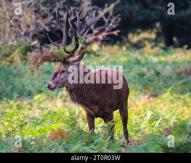 Surrey, Royaume-Uni. 08 octobre 2023. Un soufflet de cerf bruyamment pour chasser les autres mâles. Cerfs rouges adultes (cervus elaphus, mâle) Préparez-vous avant la saison de l'orniquet dans les grands espaces et les bois du parc Richmond à Surrey par un dimanche matin ensoleillé. Ils s'embellissent, décorent leurs bois avec de l'herbe, des fougères et des branches d'arbres pour se faire paraître plus impressionnants, et finissent par combattre les bois verrouillés plus tard dans la saison pour établir leur domination. Crédit : Imageplotter/Alamy Live News Banque D'Images