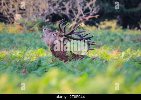 Surrey, Royaume-Uni. 08 octobre 2023. Un soufflet de cerf bruyamment pour chasser les autres mâles. Cerfs rouges adultes (cervus elaphus, mâle) Préparez-vous avant la saison de l'orniquet dans les grands espaces et les bois du parc Richmond à Surrey par un dimanche matin ensoleillé. Ils s'embellissent, décorent leurs bois avec de l'herbe, des fougères et des branches d'arbres pour se faire paraître plus impressionnants, et finissent par combattre les bois verrouillés plus tard dans la saison pour établir leur domination. Crédit : Imageplotter/Alamy Live News Banque D'Images