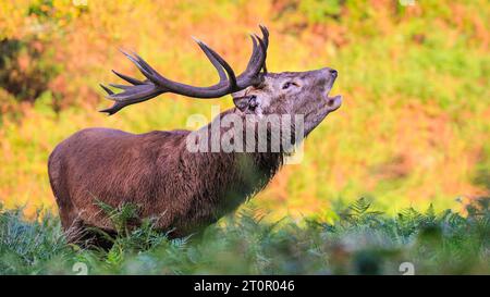 Surrey, Royaume-Uni. 08 octobre 2023. Un soufflet de cerf bruyamment pour chasser les autres mâles. Cerfs rouges adultes (cervus elaphus, mâle) Préparez-vous avant la saison de l'orniquet dans les grands espaces et les bois du parc Richmond à Surrey par un dimanche matin ensoleillé. Ils s'embellissent, décorent leurs bois avec de l'herbe, des fougères et des branches d'arbres pour se faire paraître plus impressionnants, et finissent par combattre les bois verrouillés plus tard dans la saison pour établir leur domination. Crédit : Imageplotter/Alamy Live News Banque D'Images