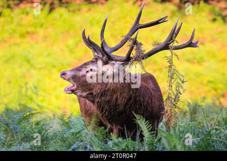 Surrey, Royaume-Uni. 08 octobre 2023. Un soufflet de cerf bruyamment pour chasser les autres mâles. Cerfs rouges adultes (cervus elaphus, mâle) Préparez-vous avant la saison de l'orniquet dans les grands espaces et les bois du parc Richmond à Surrey par un dimanche matin ensoleillé. Ils s'embellissent, décorent leurs bois avec de l'herbe, des fougères et des branches d'arbres pour se faire paraître plus impressionnants, et finissent par combattre les bois verrouillés plus tard dans la saison pour établir leur domination. Crédit : Imageplotter/Alamy Live News Banque D'Images