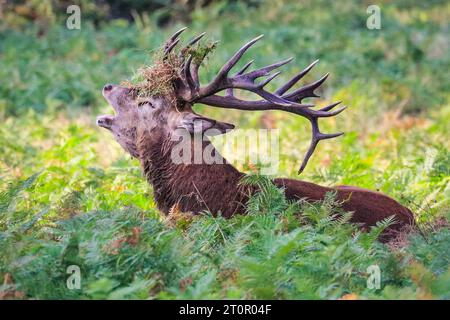 Surrey, Royaume-Uni. 08 octobre 2023. Un soufflet de cerf bruyamment pour chasser les autres mâles. Cerfs rouges adultes (cervus elaphus, mâle) Préparez-vous avant la saison de l'orniquet dans les grands espaces et les bois du parc Richmond à Surrey par un dimanche matin ensoleillé. Ils s'embellissent, décorent leurs bois avec de l'herbe, des fougères et des branches d'arbres pour se faire paraître plus impressionnants, et finissent par combattre les bois verrouillés plus tard dans la saison pour établir leur domination. Crédit : Imageplotter/Alamy Live News Banque D'Images