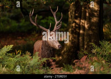 Richmond Park, Londres, Royaume-Uni. 8 octobre 2023. Cerf cerf rouge (Cervus elaphu) après un bain de boue dans Richmond Park au début de la saison de l'ornière. Photo par Amanda Rose/Alamy Live News Banque D'Images