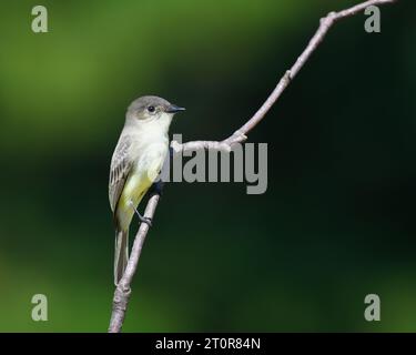 Gros plan d'une Phoebe orientale perchée sur une branche d'arbre Banque D'Images