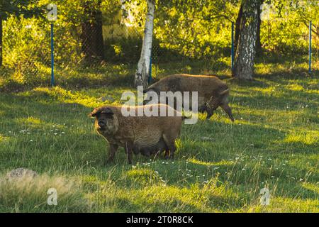 Porcs femelles Mangalica courant libre sur les pâturages de la ferme biologique. Photo de haute qualité Banque D'Images