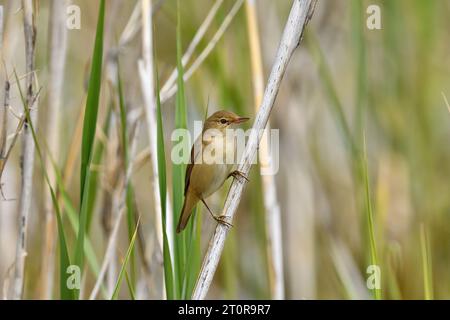 Paruline de roseau (Acrocephalus scirpaceus) chantant en roseaux Banque D'Images