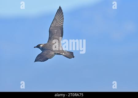 Jaeger parasitaire (Stercorarius parasiticus) dans le littoral d'Antalya. Banque D'Images