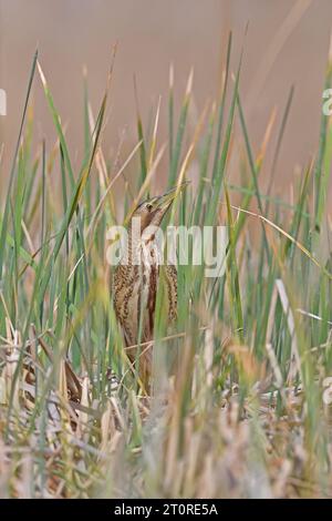 Oiseau camouflé. Botaurus stellaris, Bittern eurasien. Banque D'Images