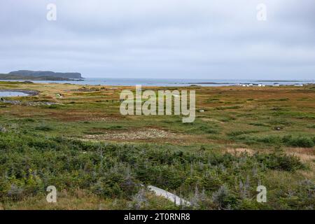 Plage à l’Anse aux Meadows, Terre-Neuve-et-Labrador, Canada Banque D'Images