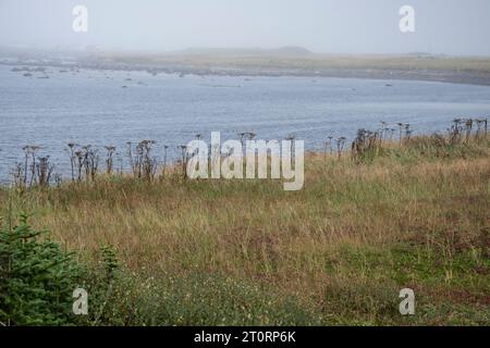 Plage à l’Anse aux Meadows, Terre-Neuve-et-Labrador, Canada Banque D'Images