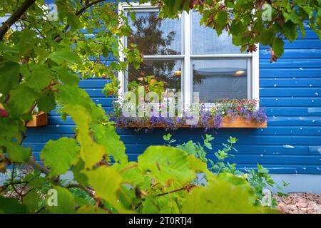 Mur bleu vif et fleurs violettes, North House Folk School, Grand Marais, Minnesota, États-Unis Banque D'Images