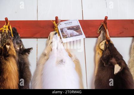 Fourrure de renard arctique exposée avec étiquette en anglais et en ojibwe, Grand Portage National Monument, Minnesota, États-Unis Banque D'Images