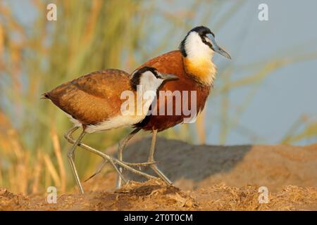 Deux jacanas africains (Actophilornis africana) en habitat naturel, parc national Kruger, Afrique du Sud Banque D'Images