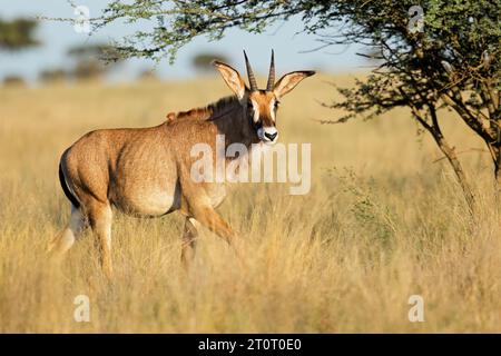 Un antilope roan rare (Hippotragus equinus) dans les prairies ouvertes, parc national de Mokala, Afrique du Sud Banque D'Images