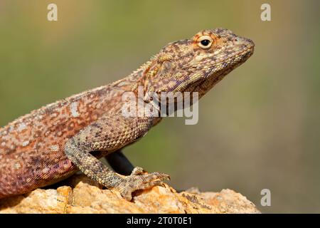 Portrait d'une femelle agama rock sudiste (Agama atra) assise sur un rocher, Afrique du Sud Banque D'Images