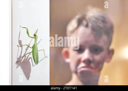 Une grande mante est assise sur le mur tandis que le garçon choqué regarde par la porte vitrée. Enfant choqué par la rencontre d'insectes exotiques à la maison. Bug et enfant dégoûté Banque D'Images