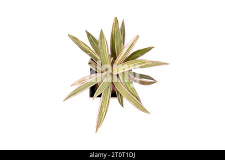 Plante Rhoeo spathacea tricolore isolée sur fond blanc Banque D'Images
