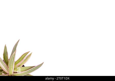 Feuilles de plante tricolore Rhoeo isolées sur fond blanc avec espace vide pour le texte Banque D'Images