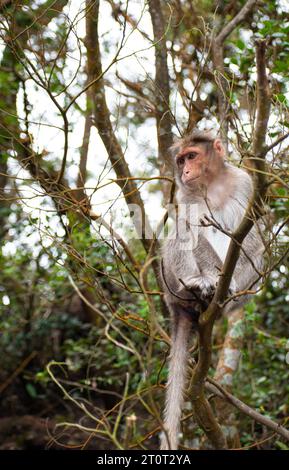 Une photo du singe rhésus (Rhésus macaque) assis dans une branche d'arbre. Banque D'Images