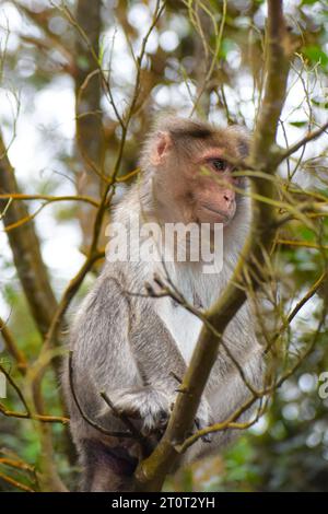 Une photo du singe rhésus (Rhésus macaque) assis dans une branche d'arbre. Banque D'Images