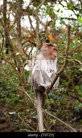 Une photo du singe rhésus (Rhésus macaque) assis dans une branche d'arbre. Banque D'Images